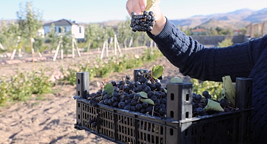 DENEME BAHÇESİNDE ARONYA HASADI