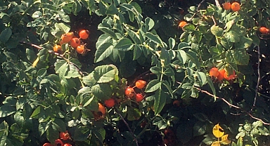 SONBAHARDA RENGÂRENK