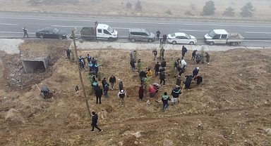 BÜYÜKŞEHİR, AĞAÇLANDIRMA ÇALIŞMALARI