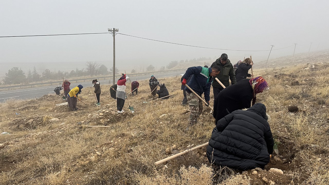 BÜYÜKŞEHİR, AĞAÇLANDIRMA ÇALIŞMALARI