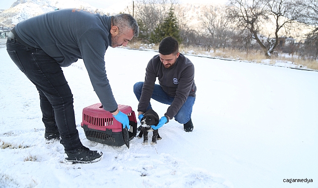 BİNLERCE SOKAK HAYVANININ YARDIMINA KOŞTU