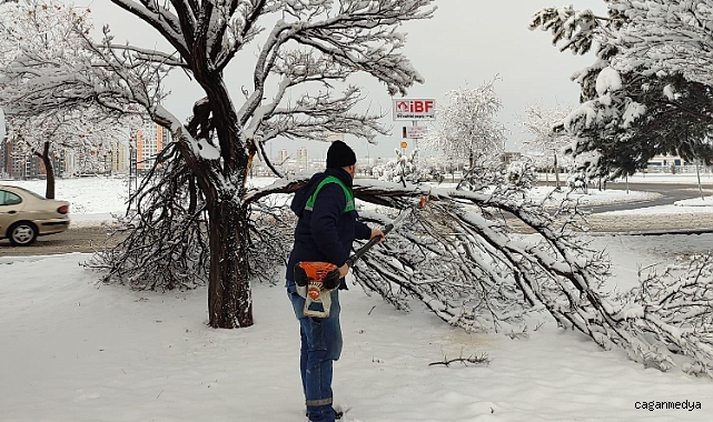 AĞAÇ GÜVENLİĞİ SEFERBERLİĞİ