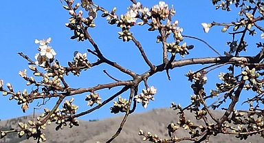 BADEM AĞACI ŞUBATTA ÇİÇEK AÇTI
