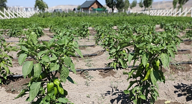 ÇİFTÇİMİZE YENİ KAZANÇ KAPISI AÇIYORUZ