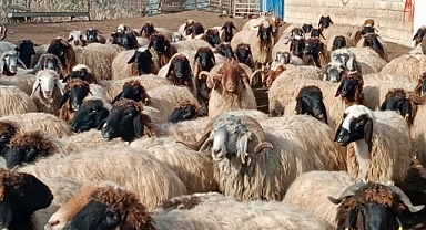 KÜÇÜKBAŞ HAYVAN SAYISI 1 MİLYON 150 BİNE ULAŞTI