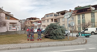 ŞİDDETLİ RÜZGAR AĞACI KÖKÜNDEN SÖKTÜ