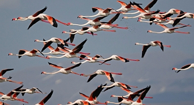 FLAMİNGOLAR YILLAR SONRA TUZLA PALAS GÖLÜ’NE DÖNDÜ